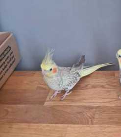 Lost Cockatiel