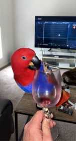 Lost Eclectus
