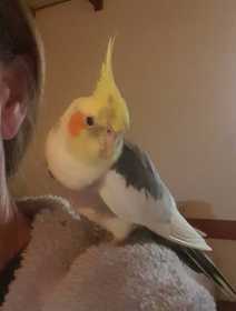 Lost Cockatiel