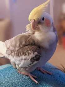 Lost Cockatiel