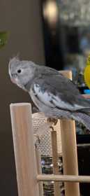 Lost Cockatiel