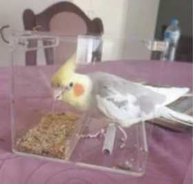 Lost Cockatiel