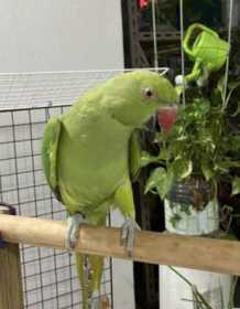 Lost Indian Ringneck Parakeet