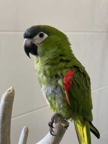 Lost Macaw