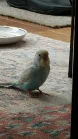 Lost Budgerigar