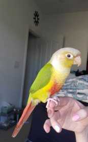 Lost Conure