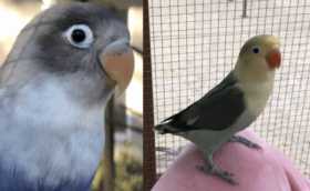 Lost Lovebird