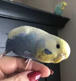 Lost Budgerigar