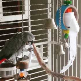 Lost African Grey