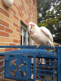 Lost Corella Cockatoo