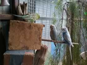 Lost Budgerigar