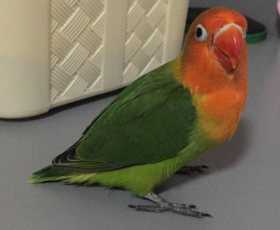 Lost Lovebird