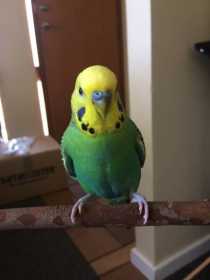 Lost Budgerigar