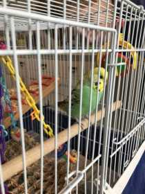 Lost Budgerigar