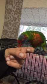 Lost Lory / Lorikeet