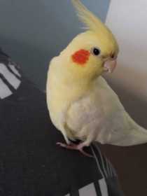 Lost Cockatiel