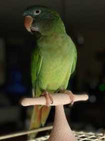 Lost Conure