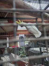 Lost Cockatoo