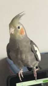 Lost Cockatiel