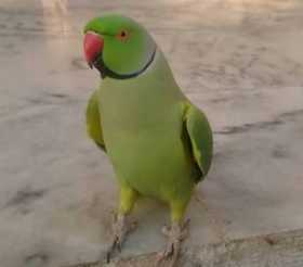 Lost Indian Ringneck Parakeet