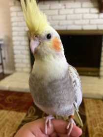 Lost Cockatiel