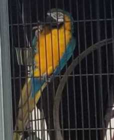 Lost Macaw