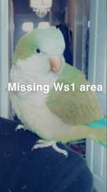 Lost Parakeet