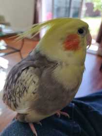 Lost Cockatiel