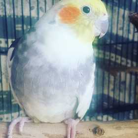 Lost Cockatiel