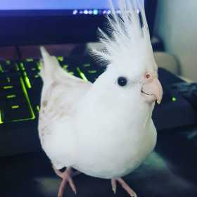 Lost Cockatiel
