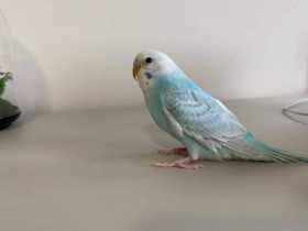 Lost Parakeet