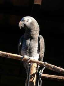 Lost African Grey