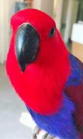 Lost Eclectus