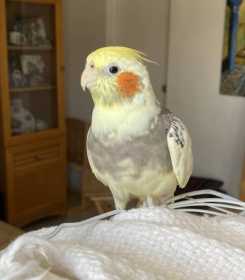 Lost Cockatiel