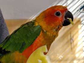 Lost Conure