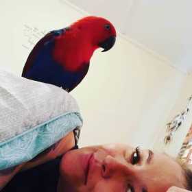 Lost Eclectus