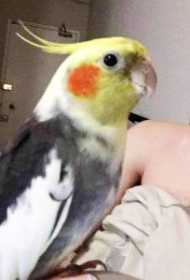 Lost Cockatiel