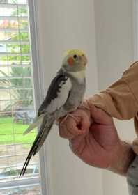 Lost Cockatiel