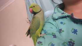 Lost African Ringneck Parakeet