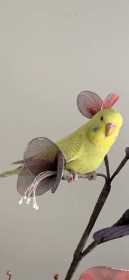 Lost Budgerigar