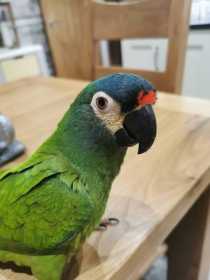 Lost Macaw