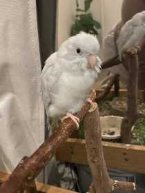 Lost Parrotlet