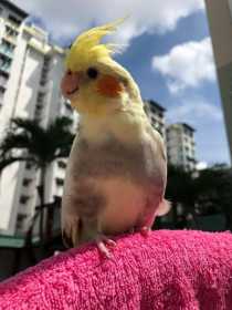 Lost Cockatiel