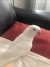 Lost Indian Ringneck Parakeet