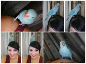 Lost African Ringneck Parakeet
