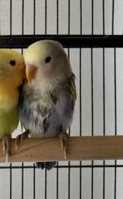 Lost Lovebird