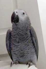 Lost African Grey