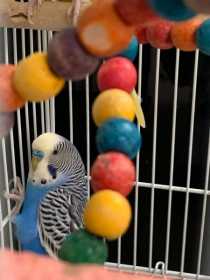 Lost Budgerigar