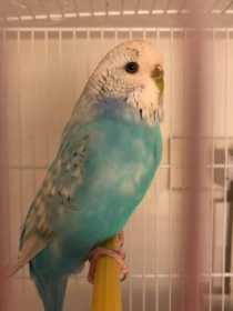 Lost Budgerigar