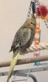 Lost Cockatiel